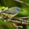 Kvetozob horsky - Dicaeum monticolum - Black-sided Flowerpecker o5862